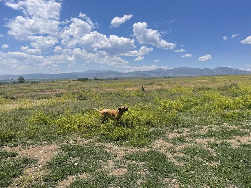 dog running on prairie