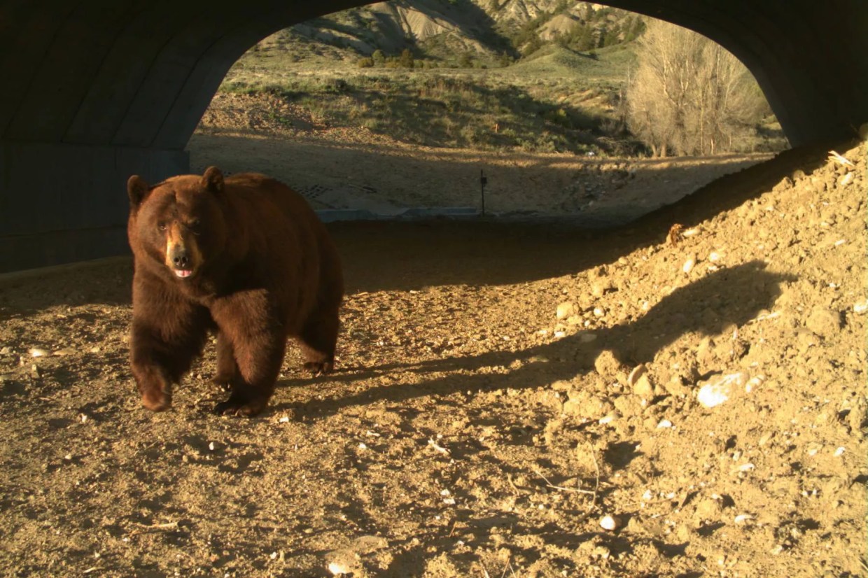 Lawmakers Want to Fund Wildlife Crossings, Road Safety With $3 Insurance Fee
