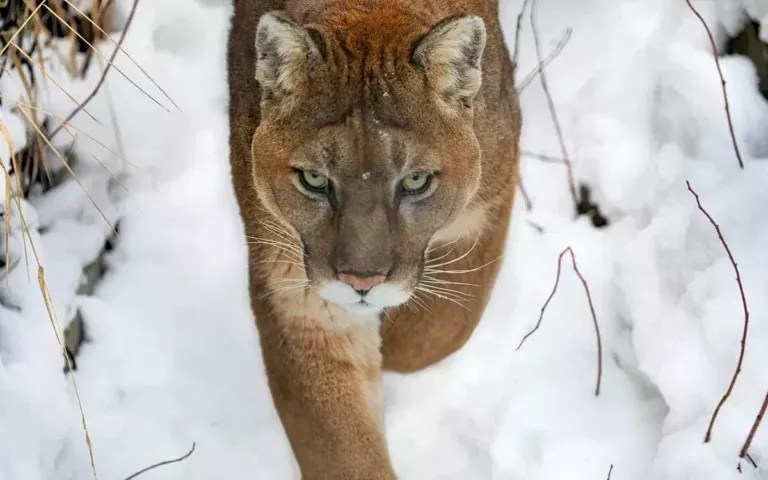 mountain lion approaching in snow