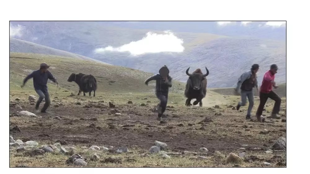 wild yak charges herders attempting to protect domestic female yaks