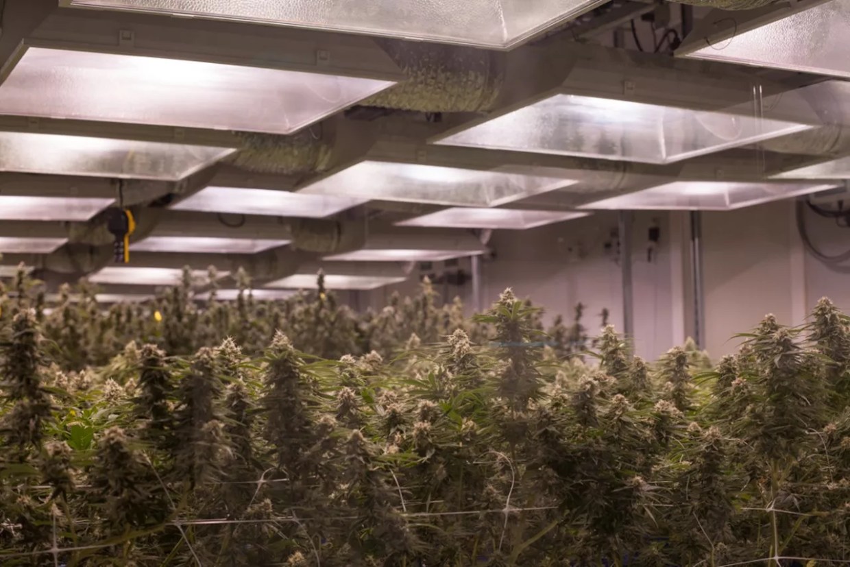 Indoor marijuana cultivation