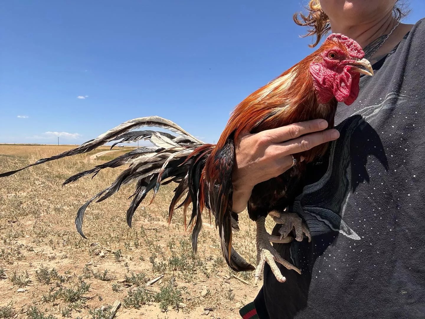 Rooster in the desert hills