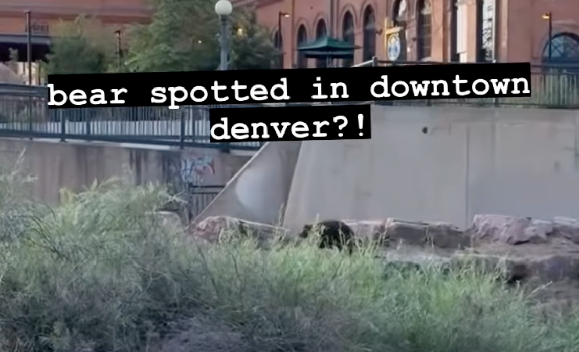 No, a Bear Was Not Spotted in Downtown Denver