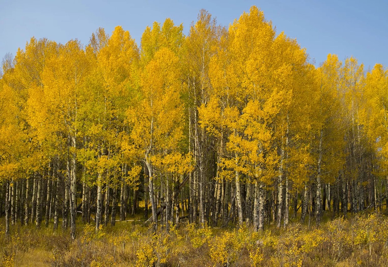 Yellow aspen trees in rocky mountain national park during fall season