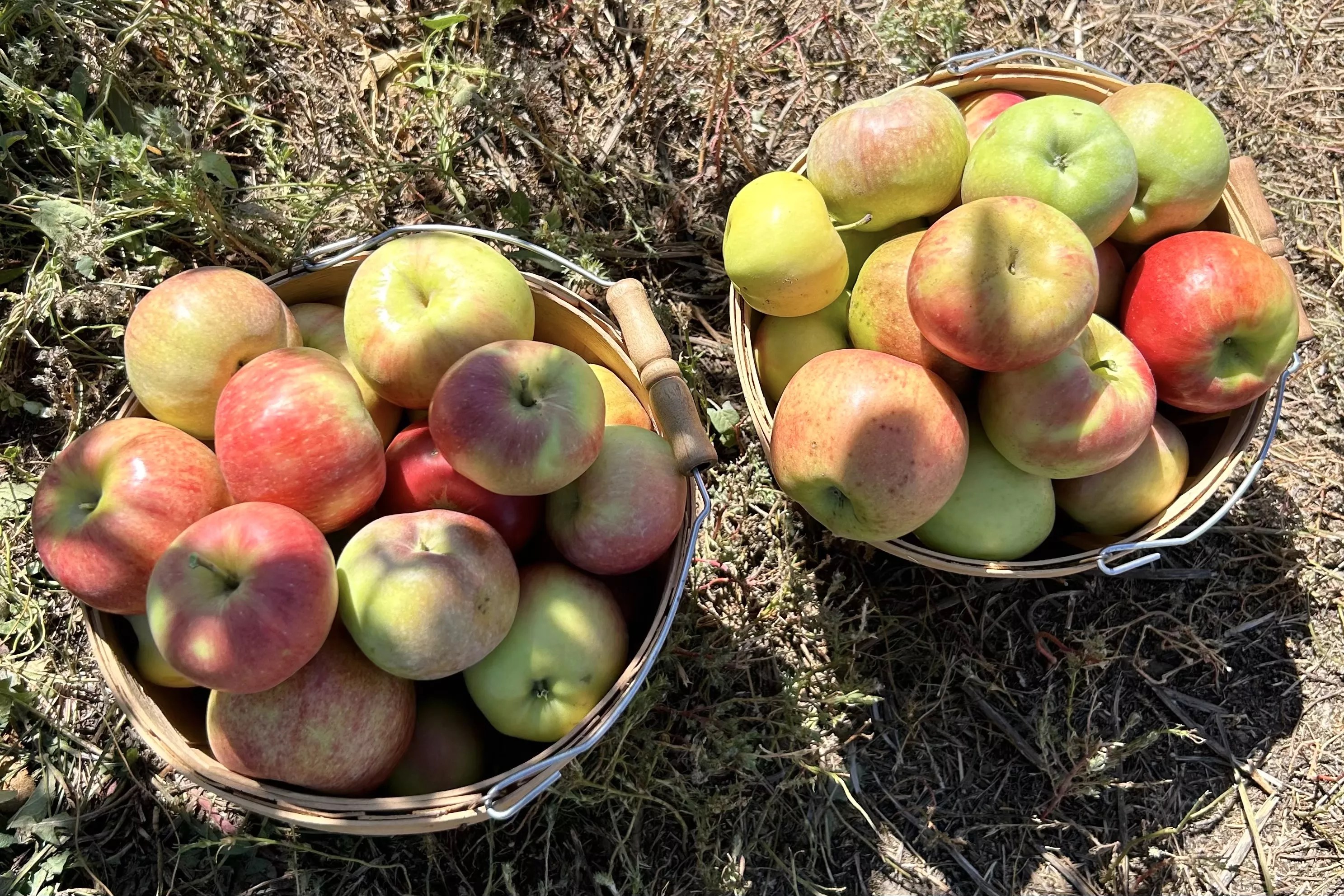 Two baskets of apples resting on the ground at an orchard near Denver