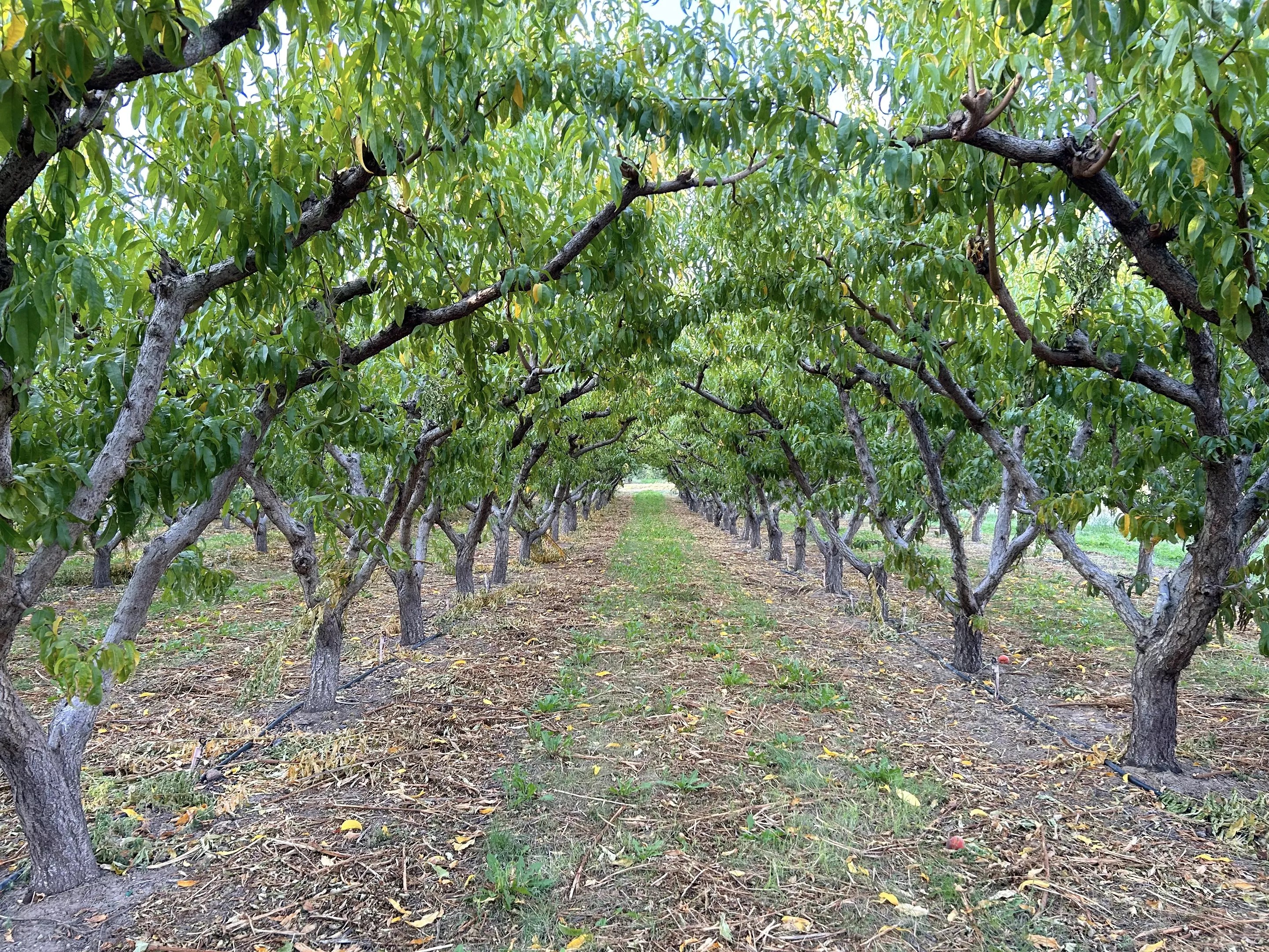 A clearing set between two rows of peach trees at Talbott Farms