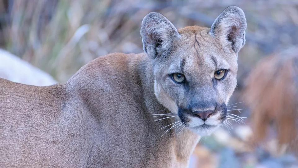 mountain lion closeup
