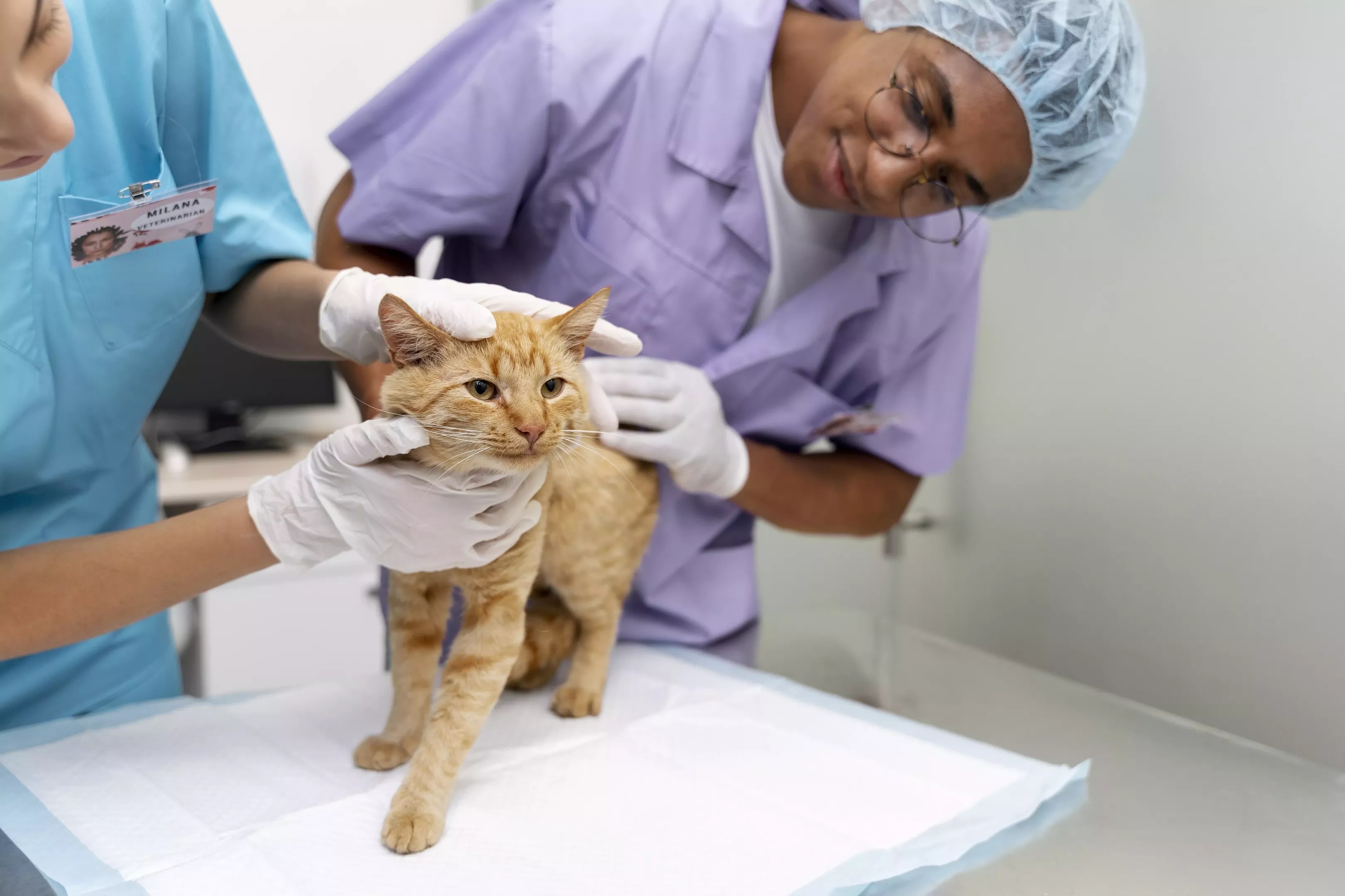Two veterinarians in scrubs pet a cat on an examination table.