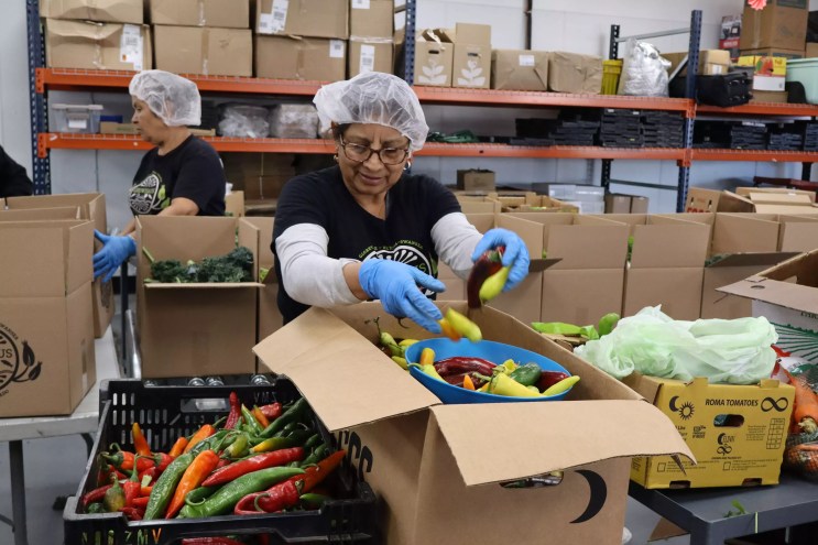person sorting chile peppers into boxes