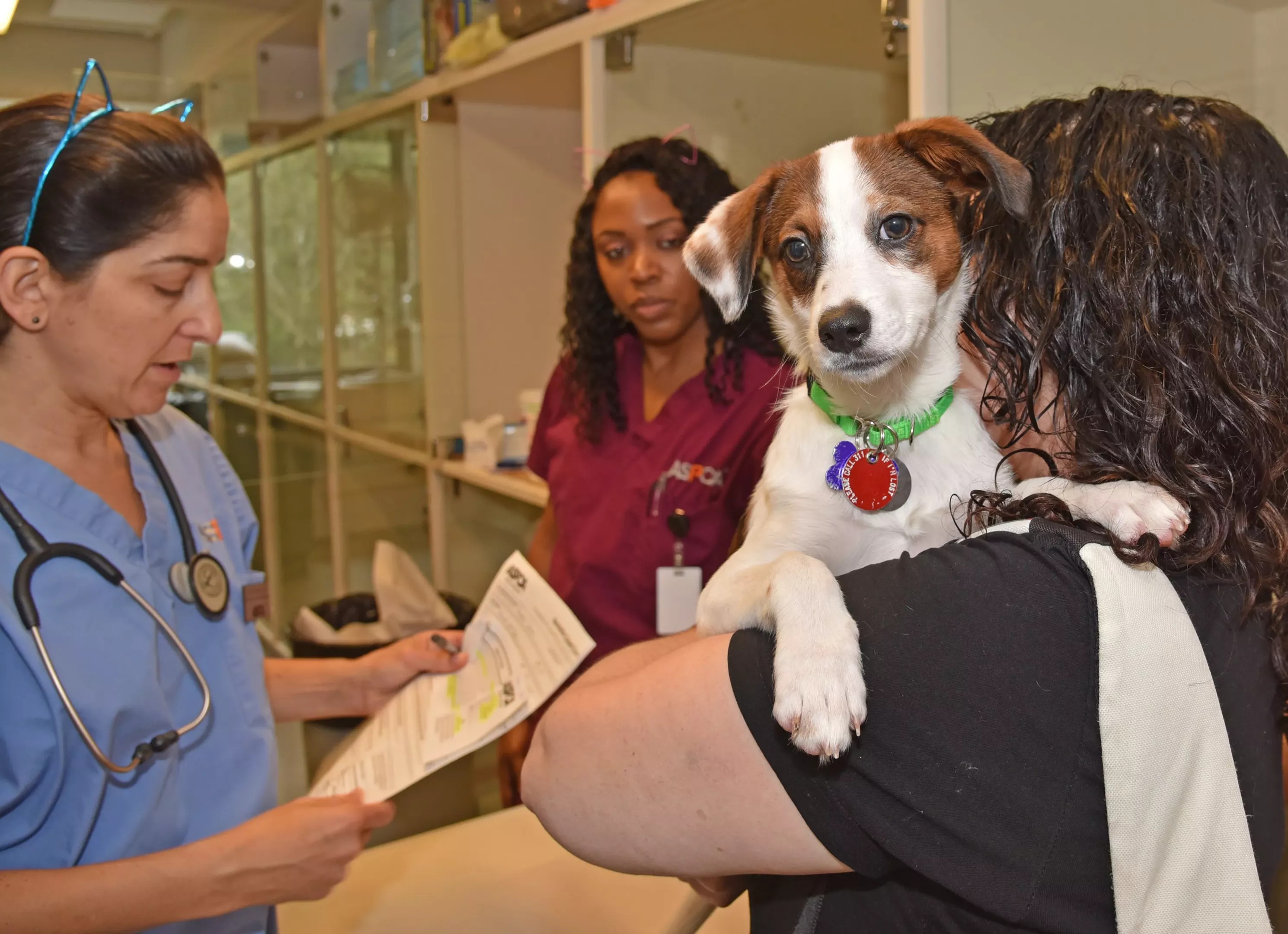 dog getting care with people