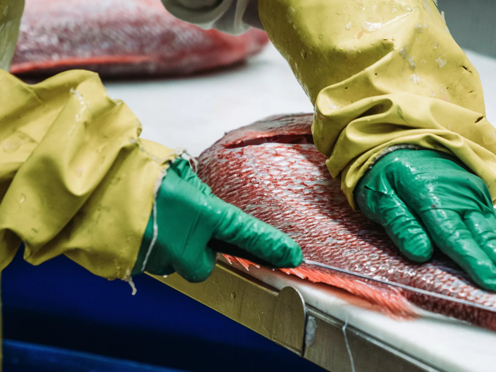 person cutting a whole fish