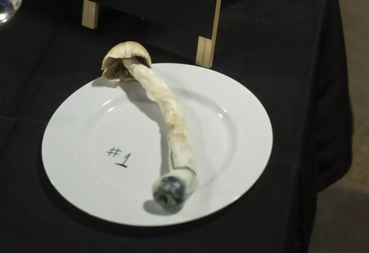 Large psilocybin mushroom on white dinner plate
