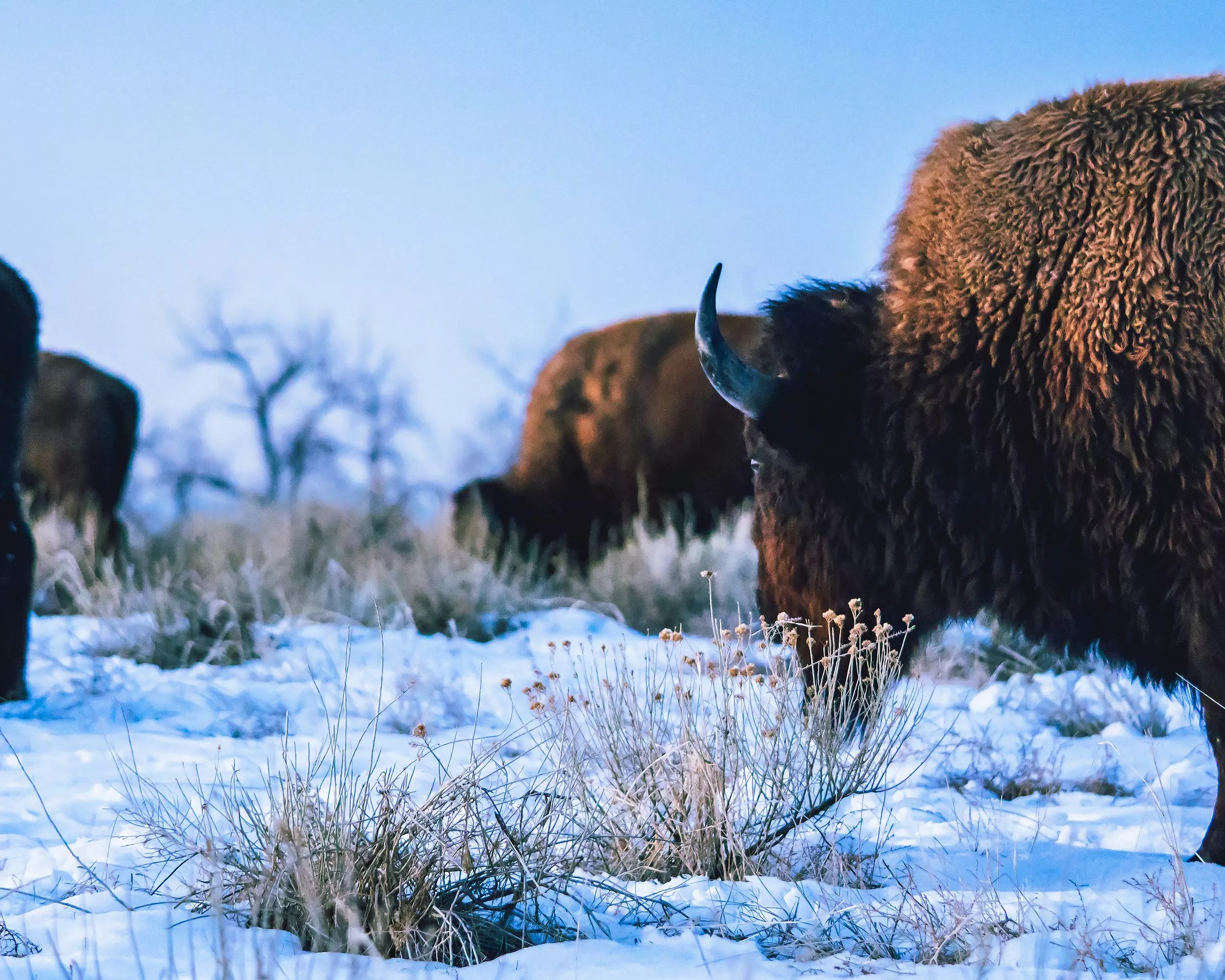 Bison grazing in the snow at the Rocky Mountain Arsenal National Wildlife Refuge