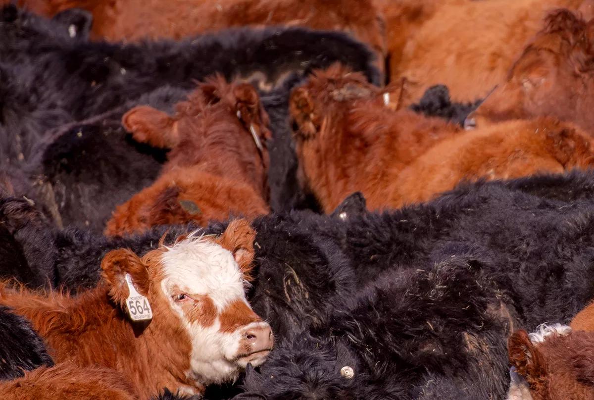 a mini brown cow