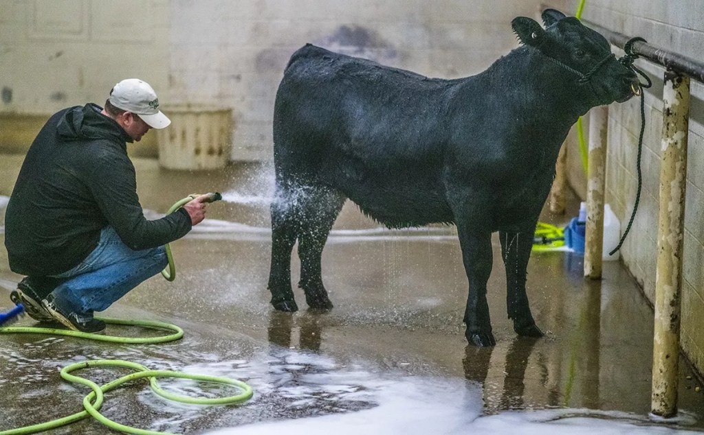 A man washes a cow