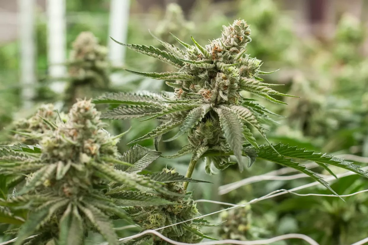 Colorado Marijuana Recall Hits Nearly Sixty Dispensaries