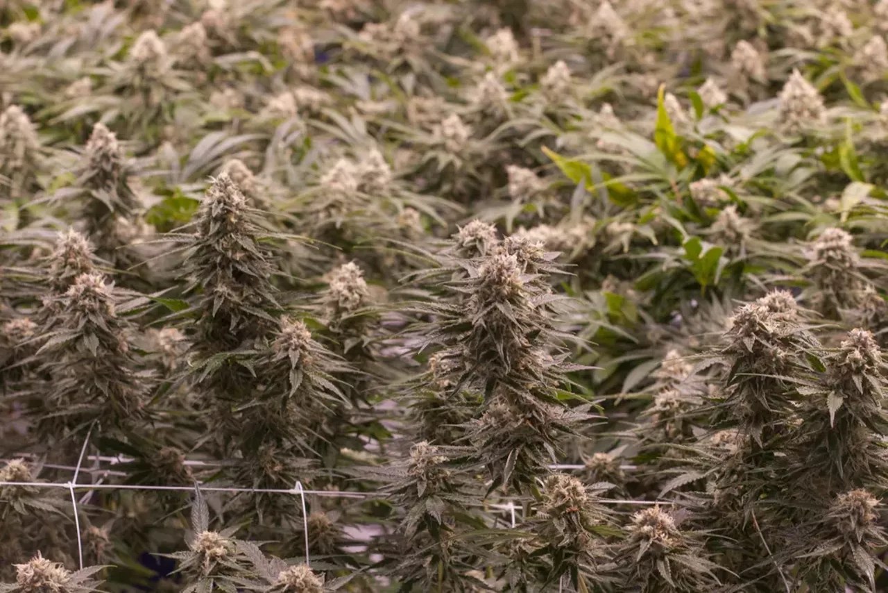 Purple marijuana growing indoors