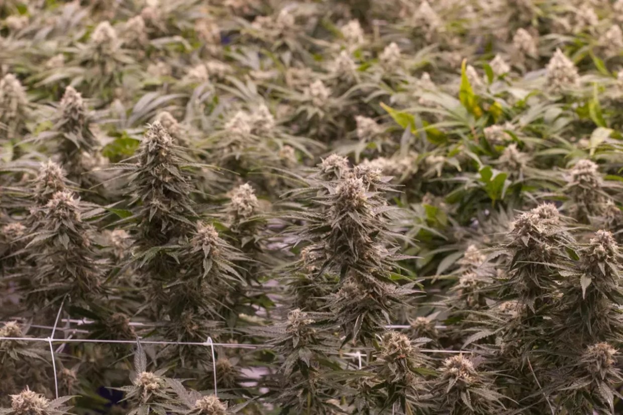 Purple marijuana growing indoors