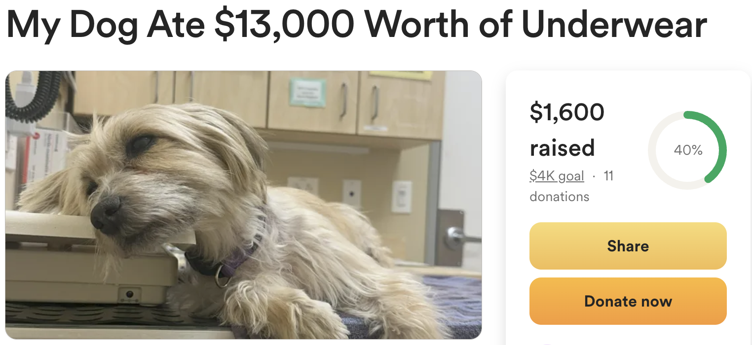 A dog lying on a table