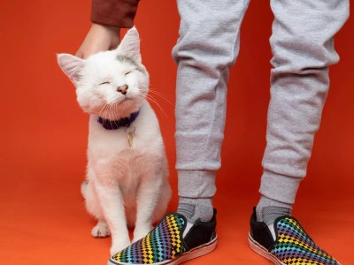 The Former Dumb Friends League Reimagines Its Future as Humane Colorado