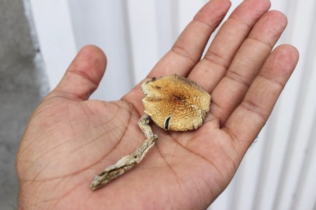 He Was Underage When Popped for Possession of Psilocybin: Why Is That Still a Crime?