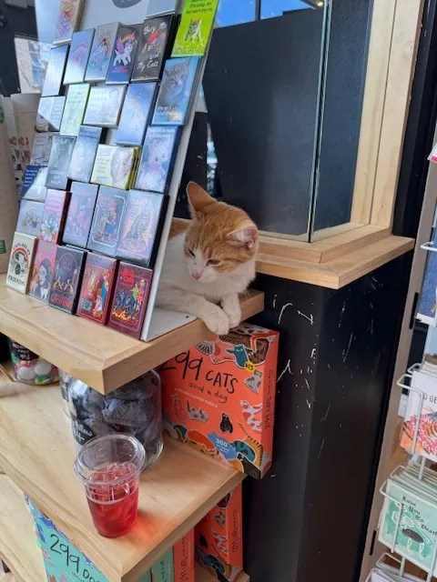 A cat hiding behind a poster