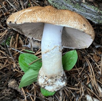 a large white mushroom