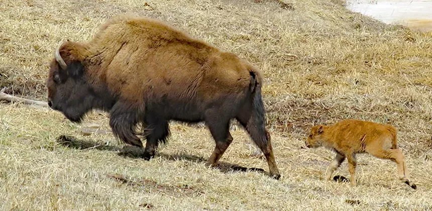 bison and baby bison
