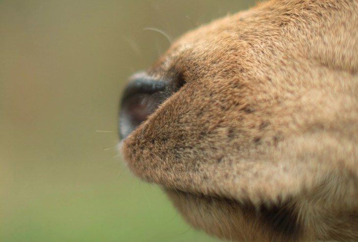 dog snout and nose