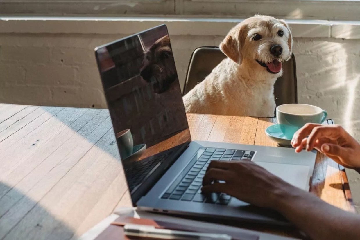 A dog and a laptop