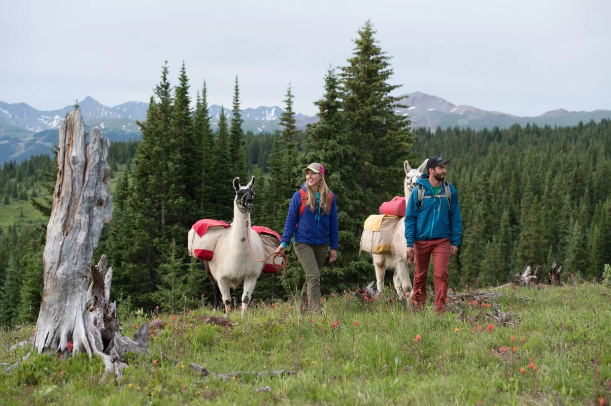 Two hikers on a trail with Paragon Guides' llamas