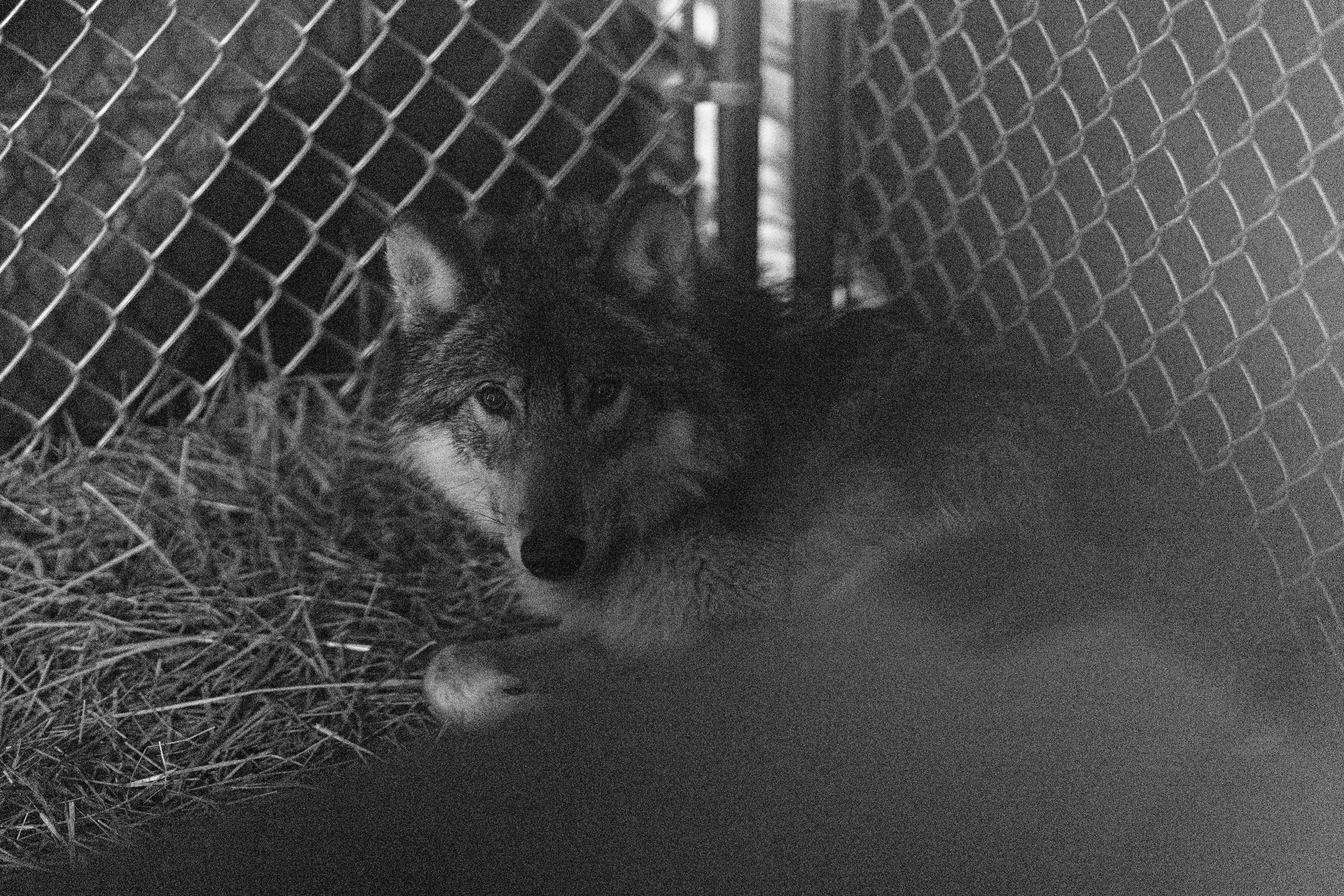 colorado wolf transferred from captivity to wildlife