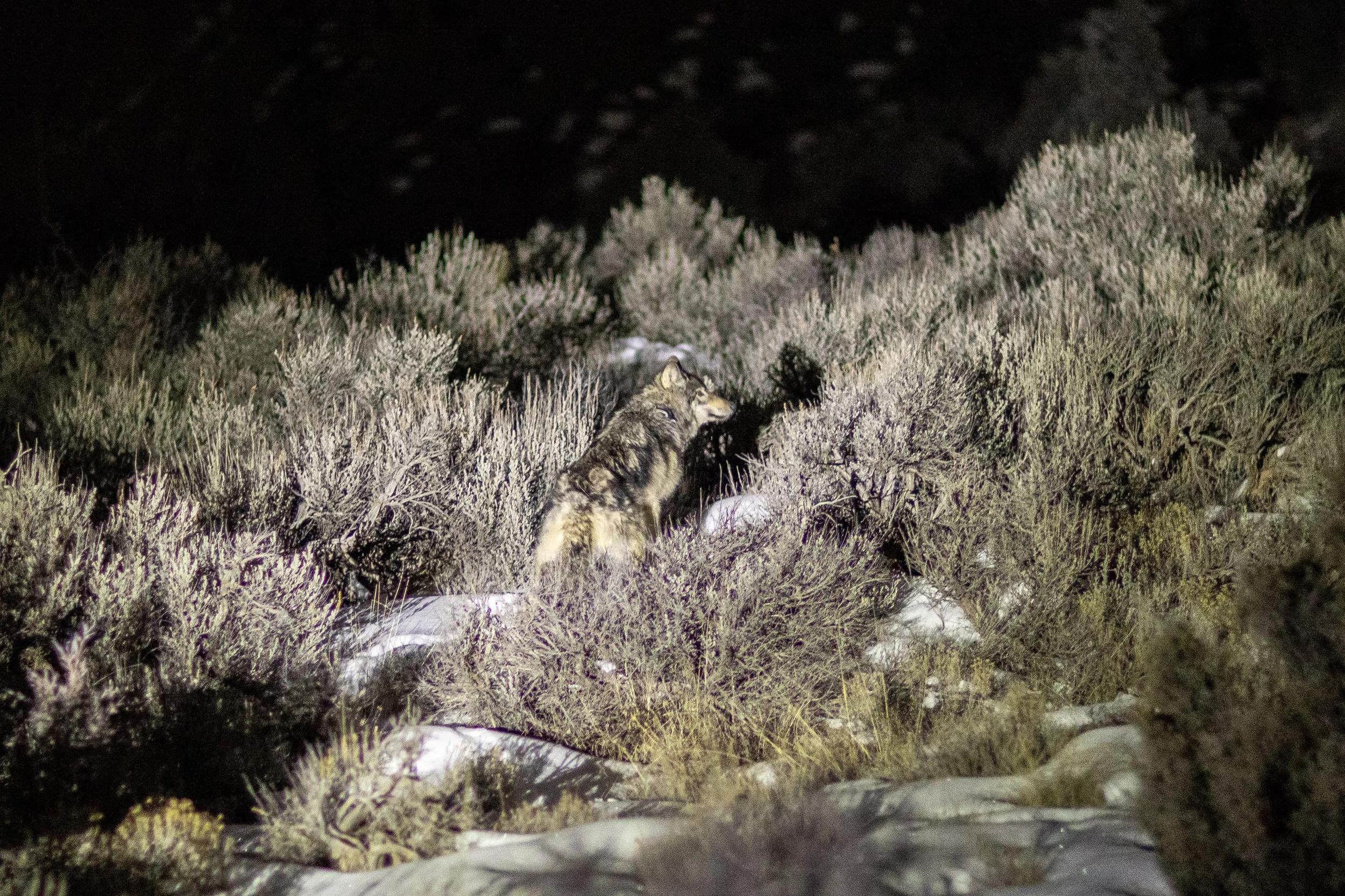 gray wolf photographed at night