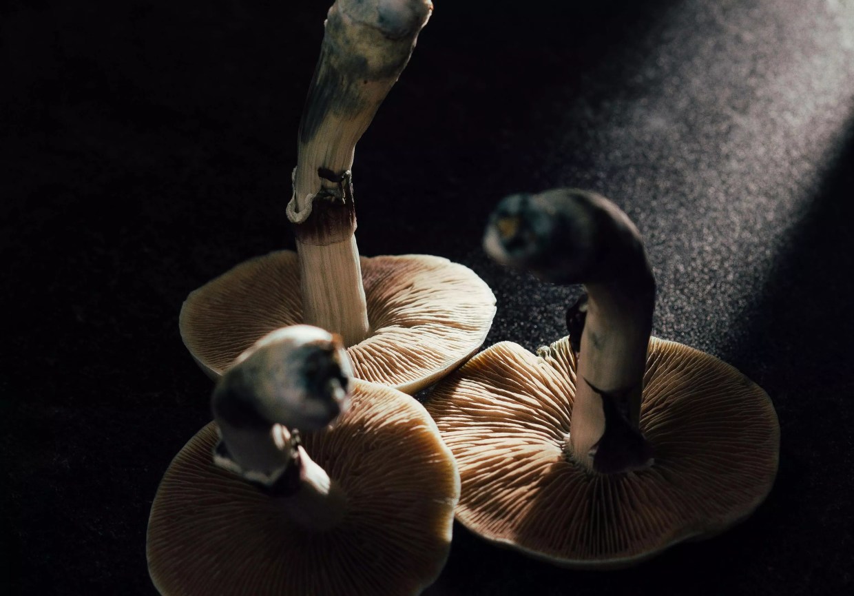 psilocybin mushrooms with blue stems