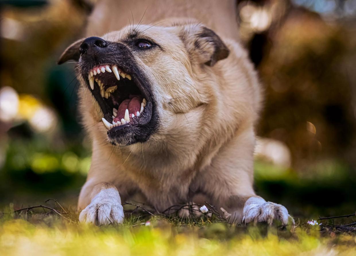 A dog with sharp teeth