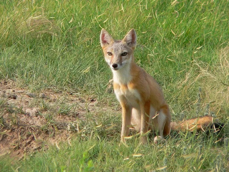 swift fox sits alone in meadow