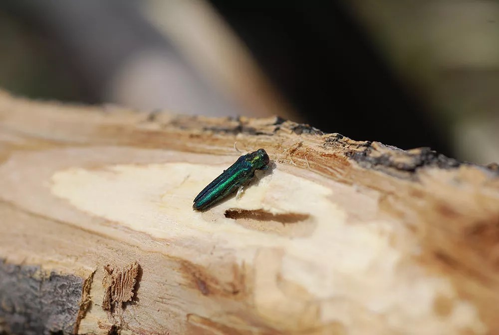 emerald ash borer bug on tree stump