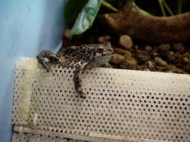 A toad hangs out in a tank