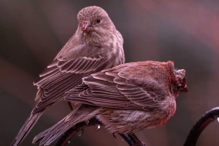 Two finches with avian pox.