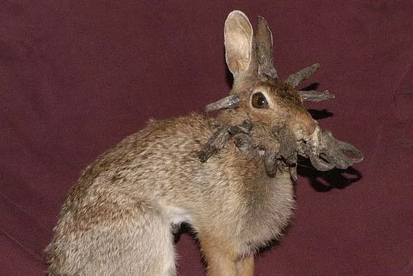 rabbit with cottontail rabbit papillomavirus horns