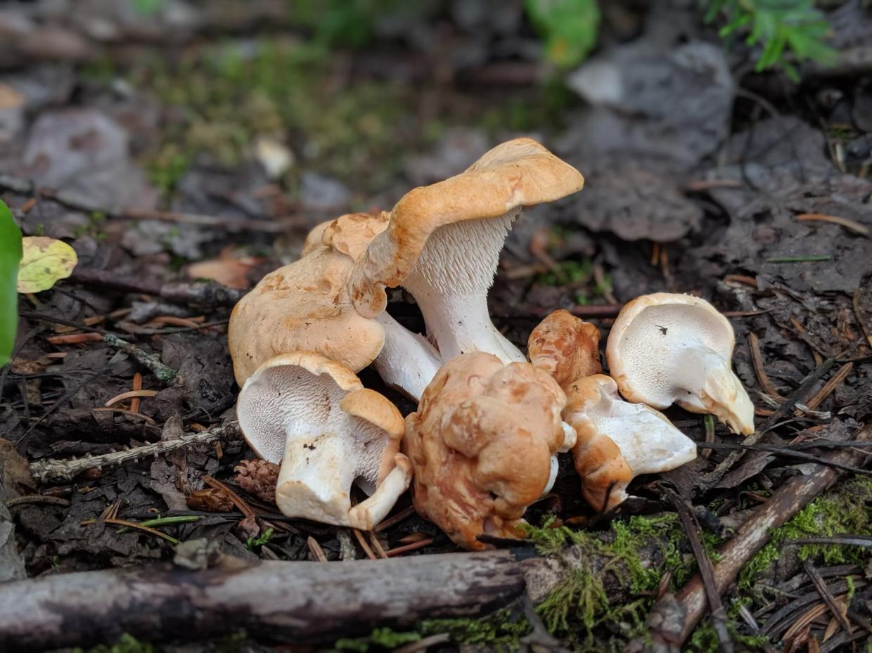 Mushrooms