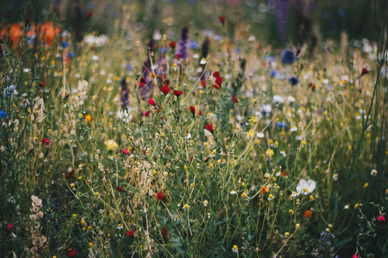 colorful wildflowers growing outside