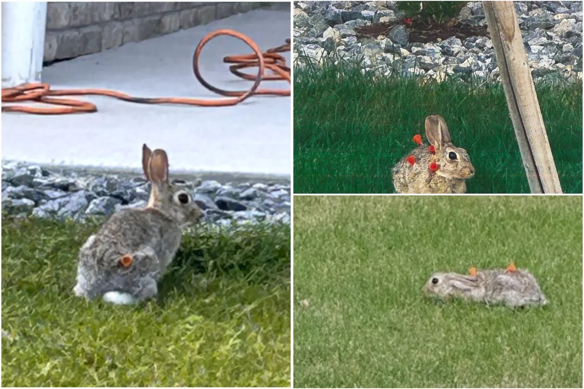 rabbits with blow darts in them