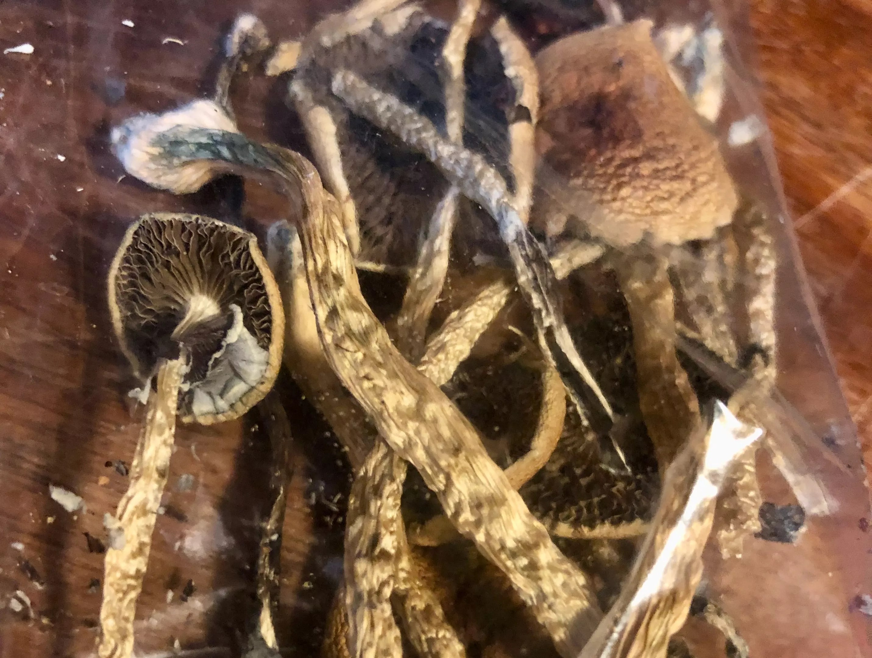 Dried mushrooms in a plastic baggy