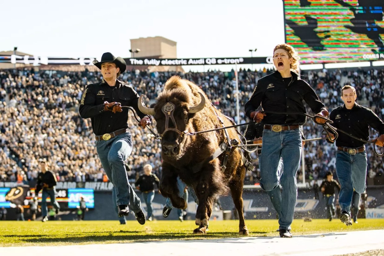 ralphie the buffalo runs on the field during football game halftime