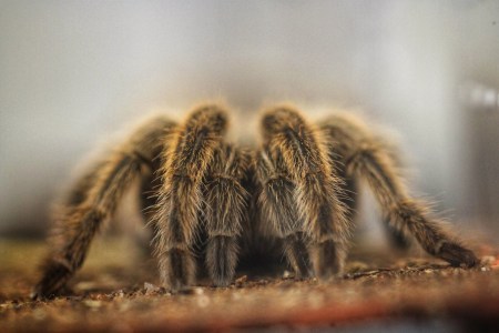 Respiderment: Rosie the Tarantula Has Retired From Meet-and-Greets at the Butterfly Pavilion
