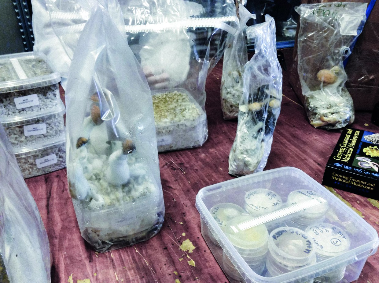 mushroom growing operation